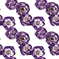  Seamless pattern with Eustoma flowers. Lisianthus flower or bellflower. White and purple. No background. Watercolor illustration