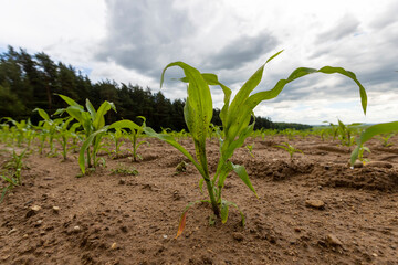 wet dirty corn in the ground after a thunderstorm with rain