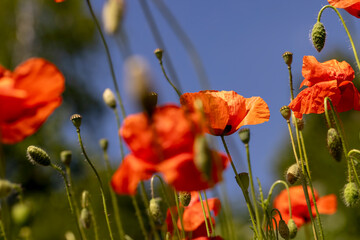a large number of red poppies in the green grass