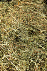 Dehydrated Dried Grass for hay production in agriculture