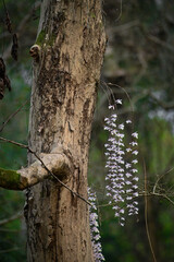 Dendrobium aphyllum
Plant

