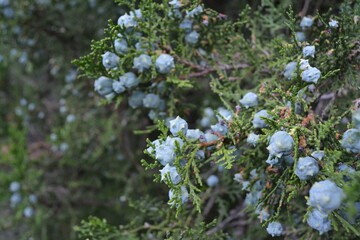 Beautiful blue fruits of Oriental arborvitae Platysladus, , an evergreen coniferous tree in the cypress family (Cupressaceae), also known as the Chinese arborvitae