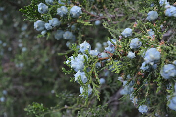 Beautiful blue fruits of Oriental arborvitae Platysladus, , an evergreen coniferous tree in the cypress family (Cupressaceae), also known as the Chinese arborvitae