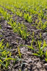 green wheat sprouts in a farmer's field