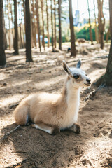 The young llama, with light beige fur and darker areas around its face, relaxes on the ground in a wooded area