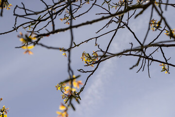 sunny weather in an orchard with walnuts