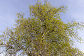 new green birch foliage in spring against a gray sky
