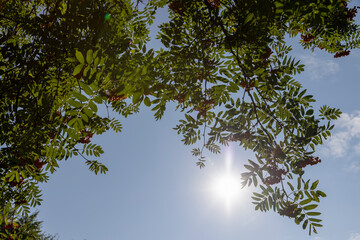 the color of the rowan foliage changes in late summer