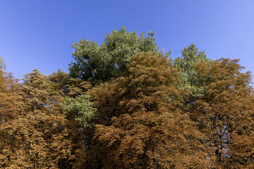 Obraz premium changing the color of the foliage of trees in the middle of summer