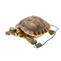 Obraz premium Turtle with USB cable, white isolate background transparent background