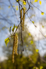 foliage and flowers of the birch tree in spring