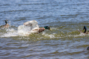 Obraz premium ducks on the lake in sunny weather in the spring season