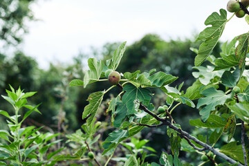 Lush fig tree bearing fruit against a backdrop of green foliage in the forest
