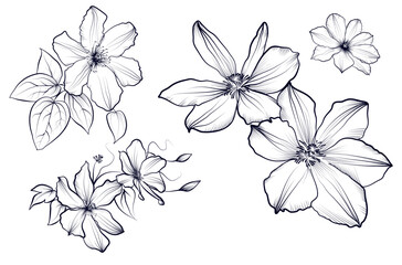 a set of black and white hand-drawn clematis flowers vector