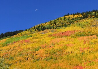 looking out at a colorful forest of changing aspen leaves  on a hillside on a sunny fall day   on ...