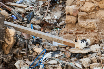 Tripoli, Libya, 4 November 2009.  A stray cat sitting beside a heap of rubble in backstreet of Tripoli, Libya.
