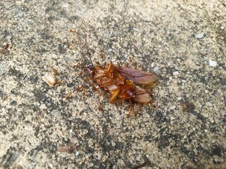 A dead cockroach surrounded by a swarm of red ants