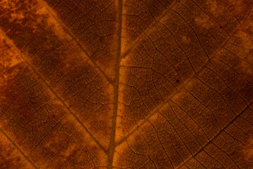 close up of  dark brown autumnal walnut tree leaf texture