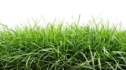 Obraz premium Close-up of Lush Green Grass Blades Against a White Background