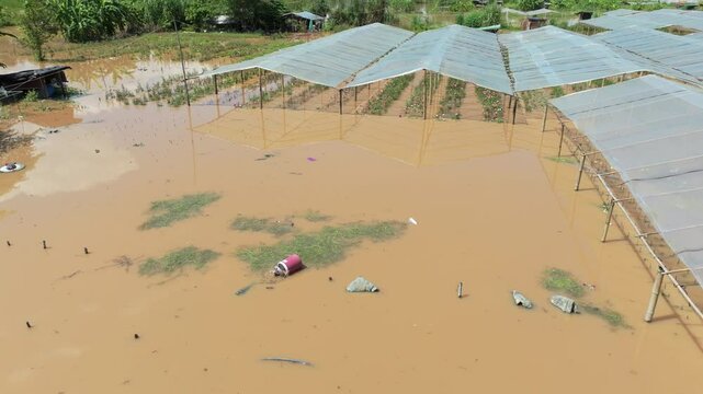 Flooding destroys roses and other flowers farm zone in Chiang Mai Thailand.
