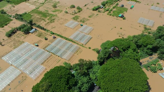 Flooding destroys roses and other flowers farm zone in Chiang Mai Thailand.