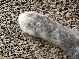 Cat paw calico, tortoiseshell cat foot on floor wall box paper, beautiful cute pet kitty lovely playing funny rest in home.