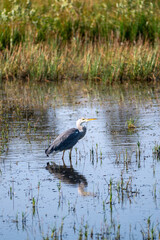 A heron stands in a small lake
