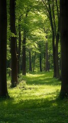 Obraz premium Sunlight filters through tall trees, lighting a peaceful forest path with vibrant foliage