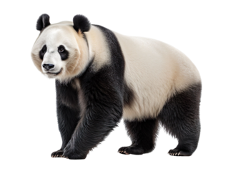 a panda bear isolated on transparent background