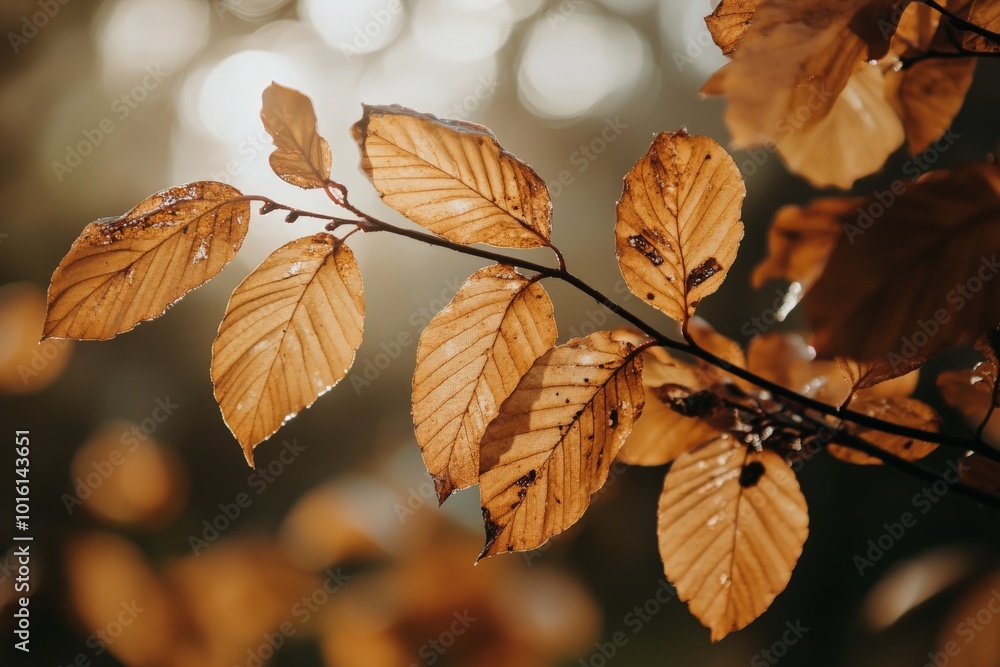Poster Sunlight filters through a cluster of autumn leaves, enriching their deep texture and color. The play of light and shadow evokes a sense of nostalgia and warmth.