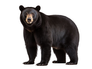 Fototapeta premium An American black bear isolated on transparent background