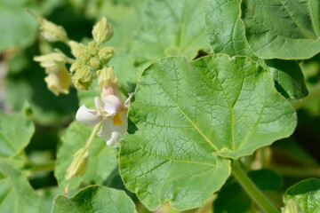 Common devils claw flower and leaves