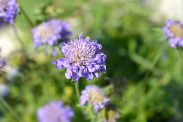 Japanese pincushion flower