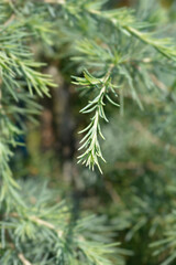 Deodar cedar branch