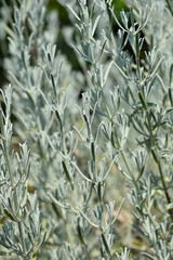 Common lavender leaves