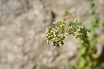 Winter marjoram flowers