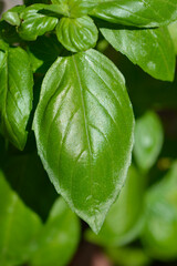 Common basil leaf