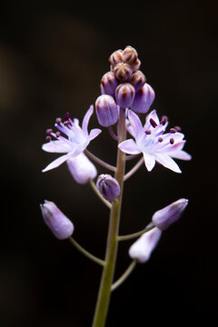 Delicate Iberian Scilla Flower in Macro View
