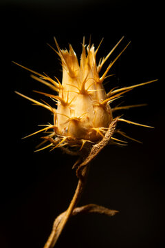 Macro shot of a spiky Iberian thistle against dark background
