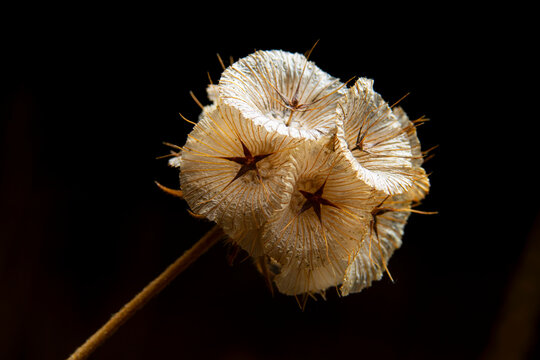 Macro shot of dried seed head in Iberian flora