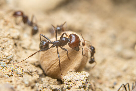 Close-up View of Ants on a Texture seed