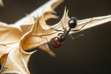 Close-up of an ant navigating spiky terrain