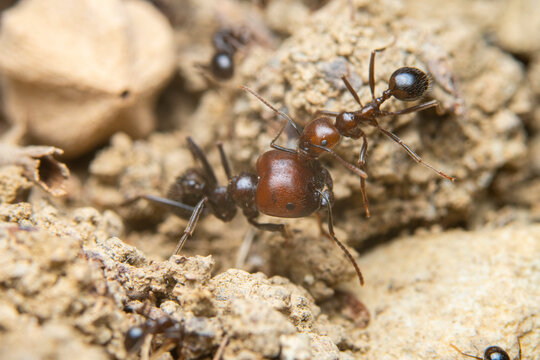 Close-up interaction of ants on natural terrain