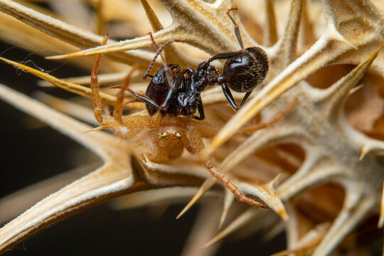 Close-up of Ant and Spider in Natural Duel