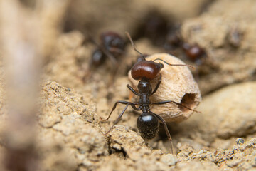 Close-up of ants on rocky terrain