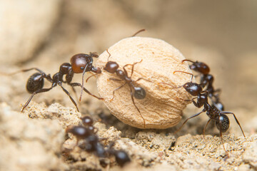 Team of ants working together to move a seed