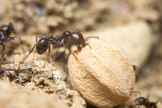 Close-up View of Ants on a Texture seed