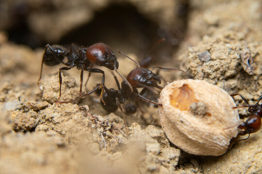 Close-up view of ants working together in nature