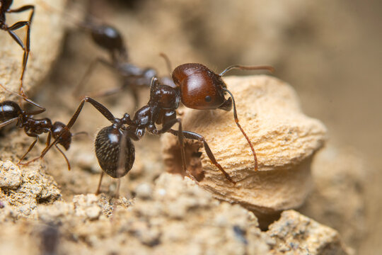 Close-up view of ants interacting on rocky terrain