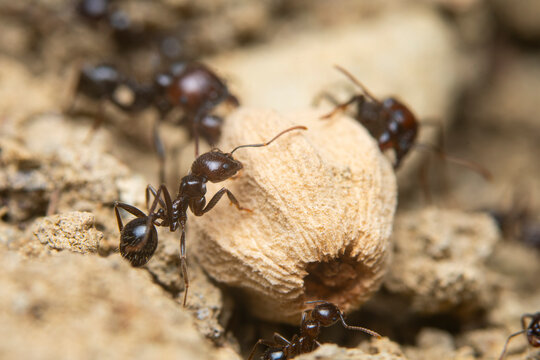 Close-up View of Ants on a Texture seed